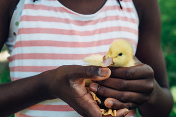 African American girl's hands holding a baby duck
