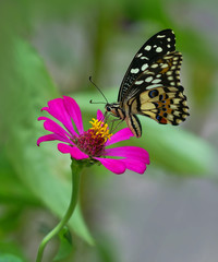 Obraz na płótnie Canvas butterfly and pink flower