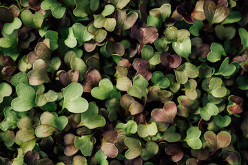 Micro greens being grown in a greenhouse.