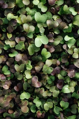 Micro greens being grown in a greenhouse.