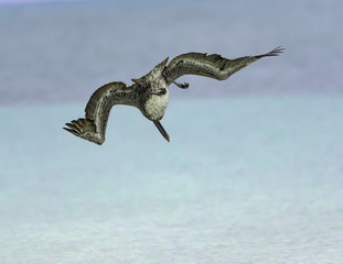Brown Pelican Diving