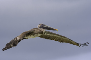 Brown Pelican Juvenile in Flight