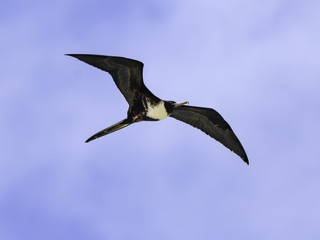 Magnificent Frigatebird in Flight on Blue Sky