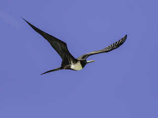 Magnificent Frigatebird in Flight on Blue Sky
