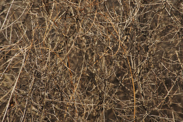 Thin bush branches texture.