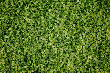 Micro greens being grown in a greenhouse.