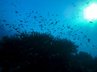 Fototapeta na wymiar reef in backlight