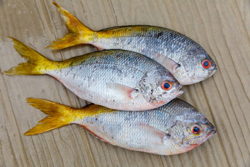 Yellowtail fusilier laid on wooden floor, sea fish