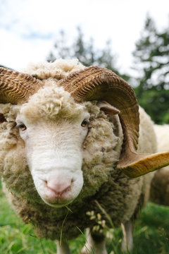 Wooly ram eating grass