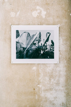 Framed Photograph of Palm Leaves on Shabby Wall