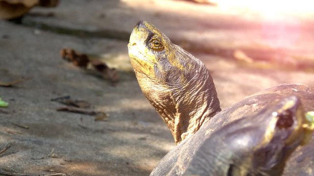 Turtle rise up head on ground. It big and special bony or cartilaginous shell for shield. Turtles are diapsids of the order Testudines or Chelonii. It cute and pretty pet animals 