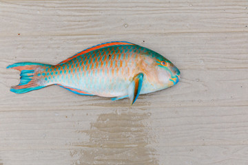 Parrot fish lay on wooden floor. Beautiful colors