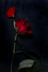 Single red rose with dark tones and already slightly wilted petals as symbol for death, romantic but tragic love or end of a relationship on black background