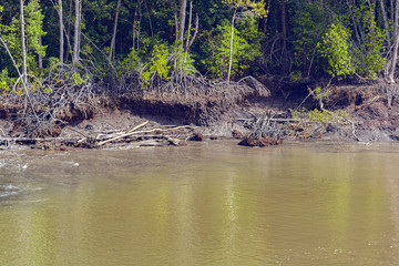 Mangrove forest and swamp in the southern Vietnam.