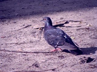 City dove on the sand