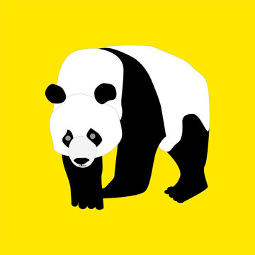 panda