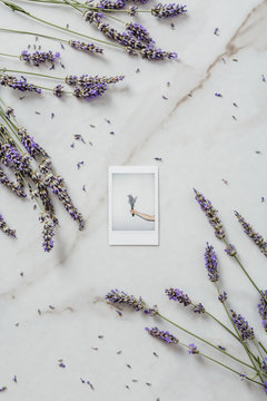 Lavender
