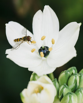 Close up of hoverfly sucking pollen from white Ornithogalum arabicum flower
