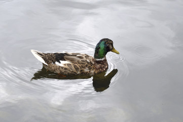 beautiful duck with mother-of-pearl neck, swims in the lake