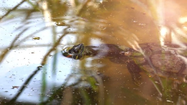 Turtle on pond. It big and special bony or cartilaginous shell for shield. Turtles are diapsids of the order Testudines or Chelonii. It cute and pretty pet animals 