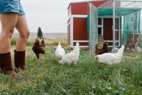 woman standing in grass by free roaming chickens