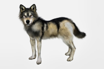 3D rendering of a gray and brown wolf isolated on white background