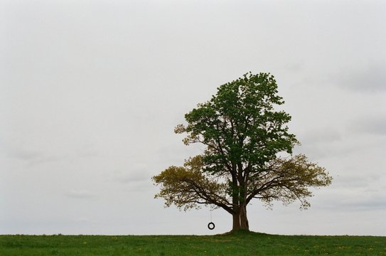 Bick oak on the horizon
