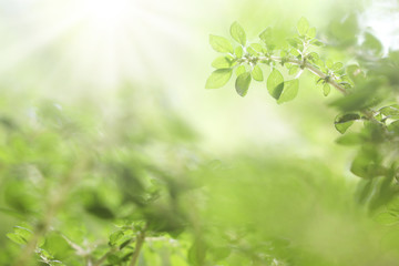 Natural backdrop of green leaves.