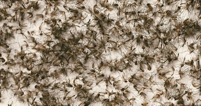 Many dead mosquitoes which killed by mosquito trap machine , caused of harmful infections such as a malaria, yellow fever, Chikungunya, West Nile virus, dengue fever, filariasis, Zika virus and other