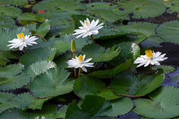 White blooming lotus with green leaf in a pond