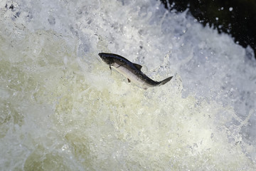 Fototapeta premium The mighty atlantic salmon travelling to spawning grounds during the summer in the Scottish highland. The salmon in this picture is leaping up the a very large waterfall called the Falls of Shin 