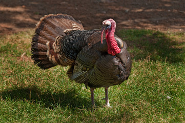 Wild turkey tom