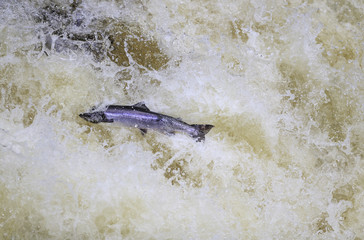 The mighty atlantic salmon travelling to spawning grounds during the summer in the Scottish highland. The salmon in this picture is leaping up the  a very large waterfall called the Falls of Shin 