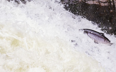 Fototapeta premium The mighty atlantic salmon travelling to spawning grounds during the summer in the Scottish highland. The salmon in this picture is leaping up the a very large waterfall called the Falls of Shin 