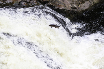 Obraz premium The mighty atlantic salmon travelling to spawning grounds during the summer in the Scottish highland. The salmon in this picture is leaping up the a very large waterfall called the Falls of Shin 