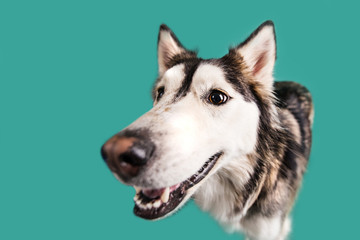 Husky Dog Isolated on Colored Background