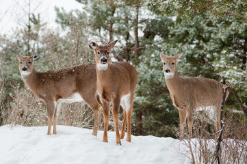 Three Does in Winter