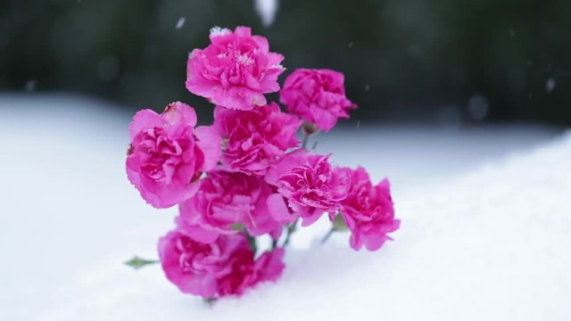 Amazing pink flowers on background of snowfall and great winter landscape. Pink flowers and snowflakes falling on snow landscape, with focus transition.