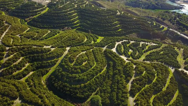 Aerial view of orange tree groves on hills