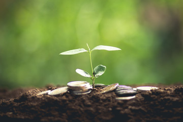 Fresh Sapling young plant on the soil nature  background