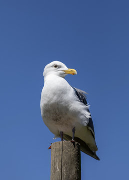 Seagull Closeup Portrait