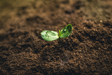 Fresh Sapling young plant on the soil nature  background