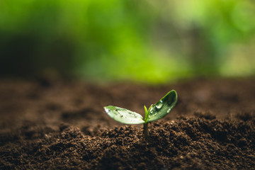 Fresh Sapling young plant on the soil nature  background
