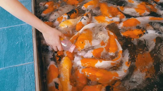 Feeding Colorful Japanese Red Carp from a Bottle with a Pacifier. Hand feeding Koi fish. Fancy carp swimming in the pond. Thailand