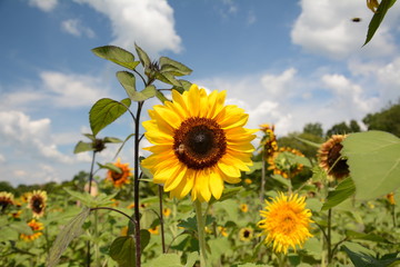 Sunny Sun Flower