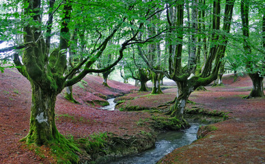 Riachuelo en el bosque
