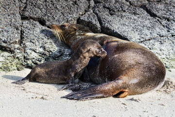 Obraz premium Galapagos Sea Lion (Zalophus wollebaeki) cub suckling from its mother on a beach, Genovesa Island, Galapagos Islands