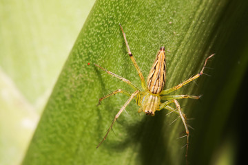 Close up of Green Spider on the green leaf