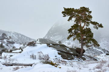 Pines growing on rocks in winter. A view of the mountains in Bayanaul National Park. Bayanaul National Park is a national park of Kazakhstan, located in southeastern Pavlodar province.