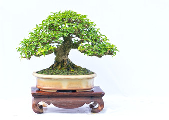 Green old bonsai tree isolated on white background in a pot plant in the shape of the stem is shaped artisans create beautiful art in nature.